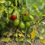Hotel Grape Datca *